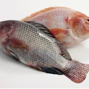 WF04a - Tilapia (Small)