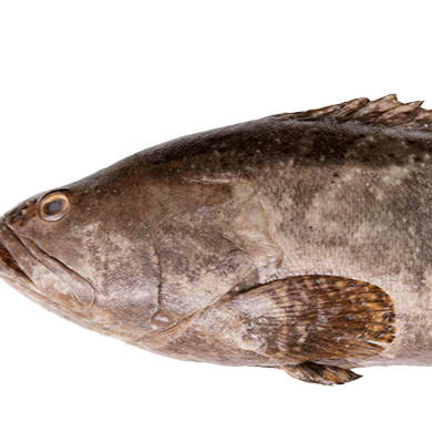 WF05 - Mackerel